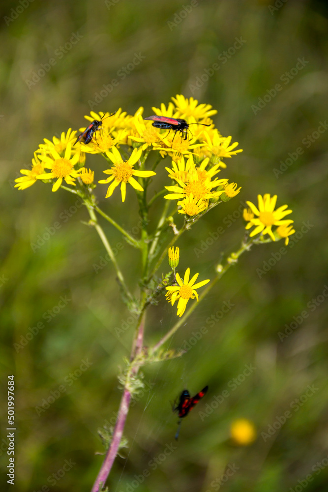 red bugs on yellow flowers of elegant groundsel (packera indecora) red bugs on yellow flowers of elegant groundsel (packera indecora)