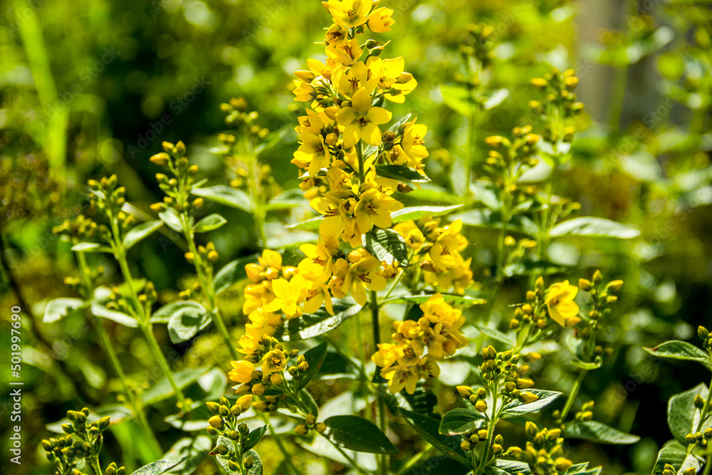 a garden loosestrife flowers (lysimachia vulgaris) a garden loosestrife flowers (lysimachia vulgaris)