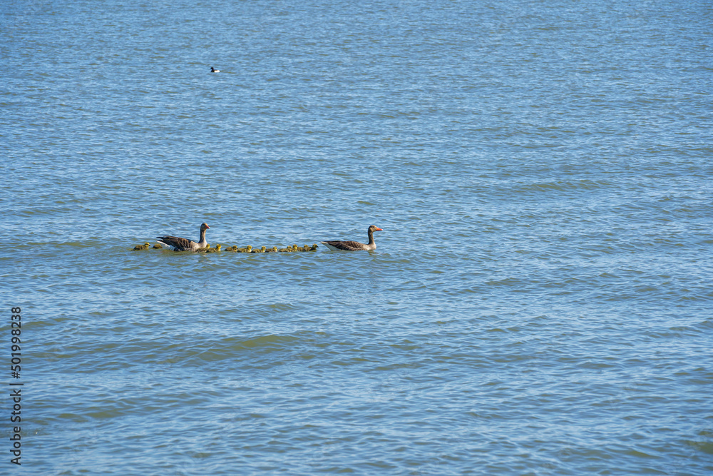 Fototapeta premium Wild ducks on the sea