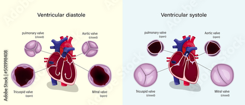Diagram of ventricular systole and ventricular diastole. Heart valves anatomy. photo