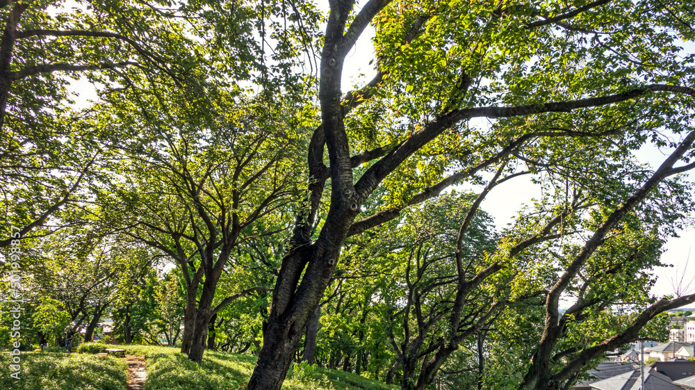 Fototapeta premium サクラの木がある公園