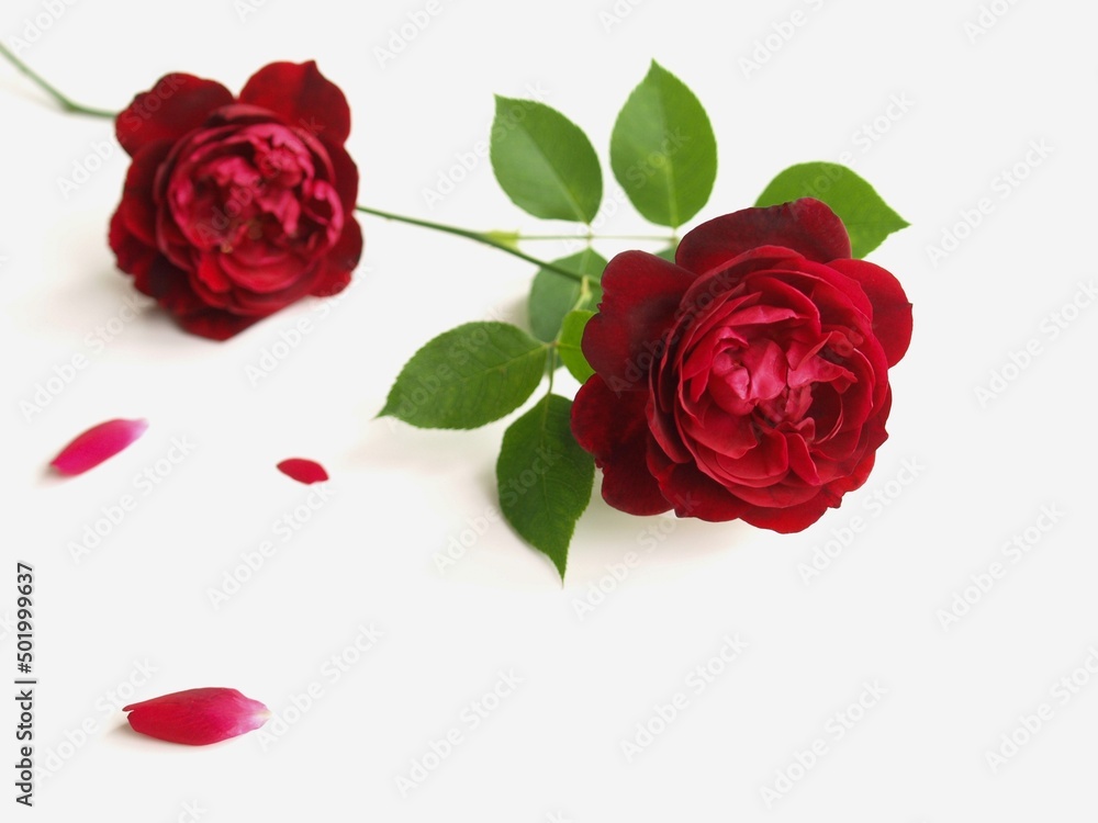 Naklejka premium 白背景に赤い薔薇の花、白バックに真紅のバラの花