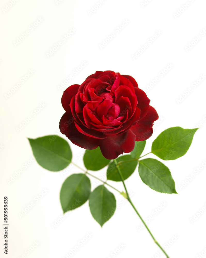 白背景に赤い1輪の薔薇の花、白バックに真紅のバラの花 白背景に赤い1輪の薔薇の花、白バックに真紅のバラの花