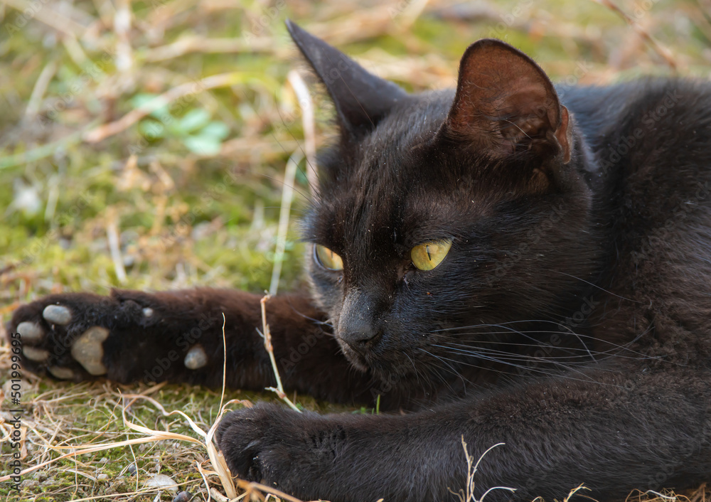 Black Cat Lying On The Grass
