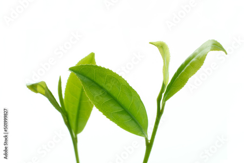 茶葉の新芽 イメージ