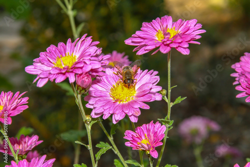 Pink Flower With A Bee Collecting Honey