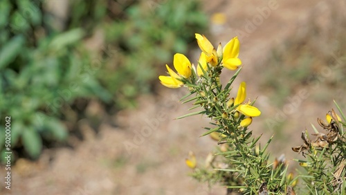 Beautiful yellow flowers of Ulex europaeus also known as Common Gorse photo