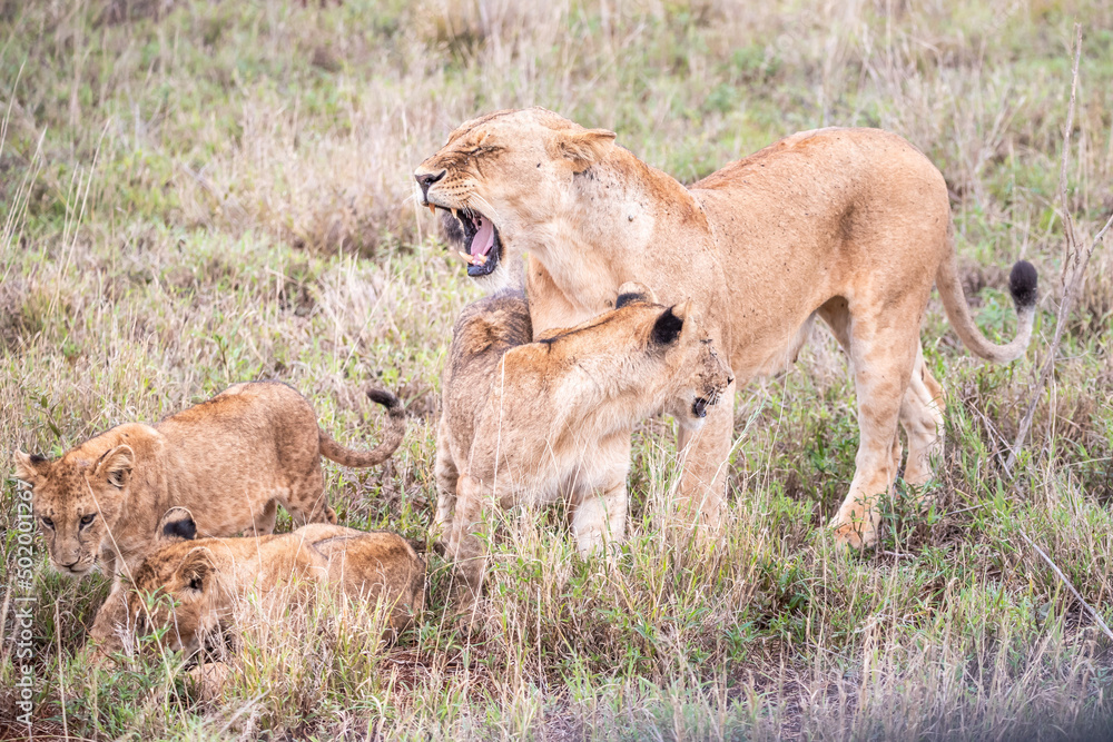 Lion family in Kenya, savanna. Big lioness, lion mom with children in a meadow, wildlife on safari, masai mara. Spectacular big cat Lion family in Kenya, savanna. Big lioness, lion mom with children in a meadow, wildlife on safari, masai mara. Spectacular big cat
