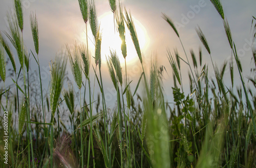 tall green grass sunset on filed