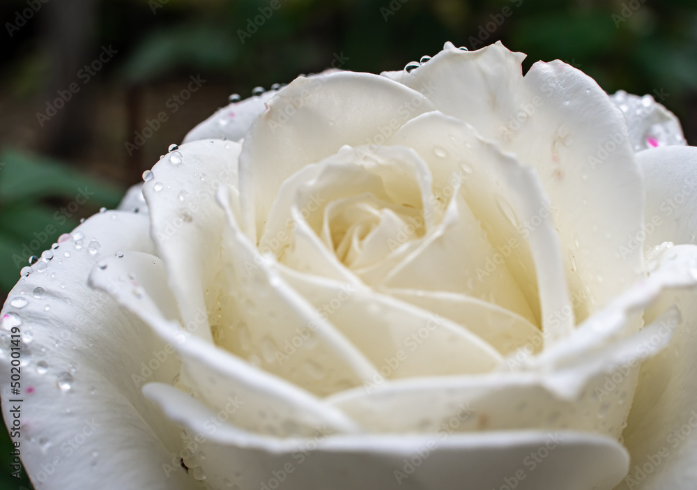 white roses in the garden with raindrops white roses in the garden with raindrops