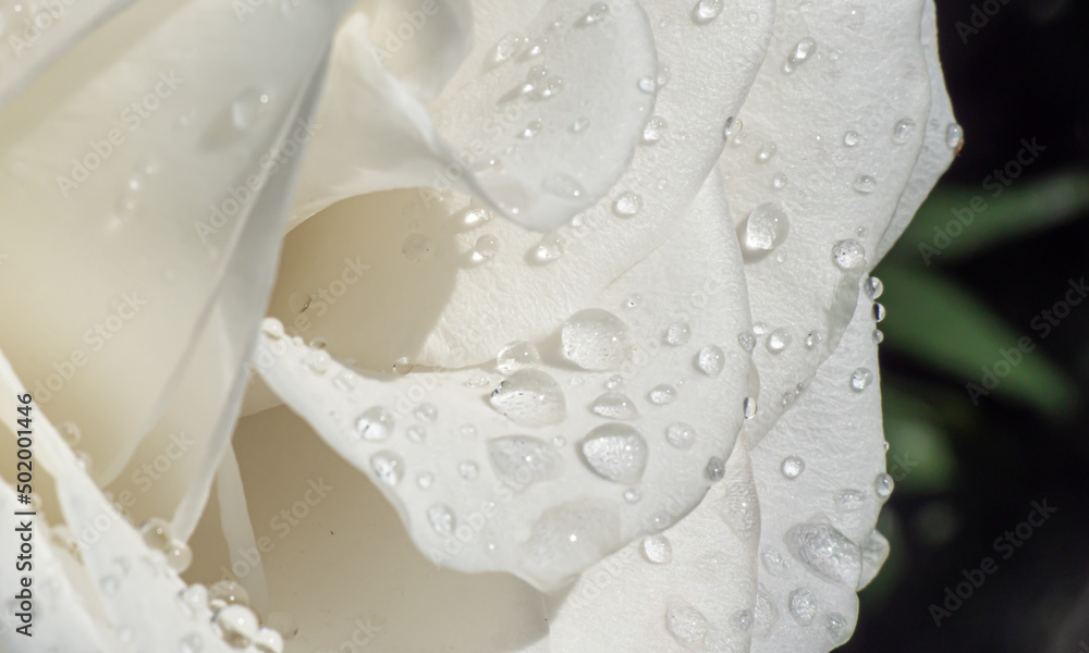 white roses in the garden with raindrops white roses in the garden with raindrops