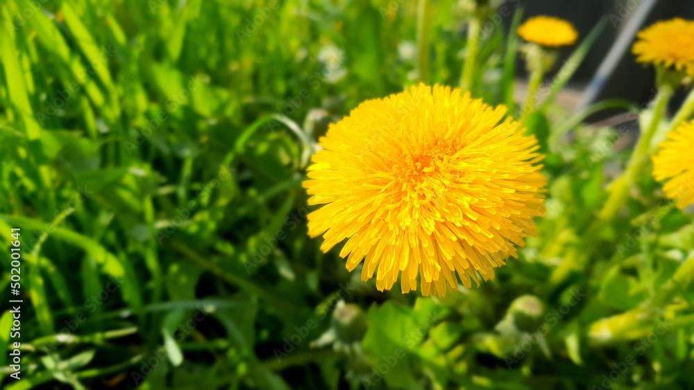 Yellow dandelion in early spring. Around it is young green grass. Beautiful sunny day Yellow dandelion in early spring. Around it is young green grass. Beautiful sunny day