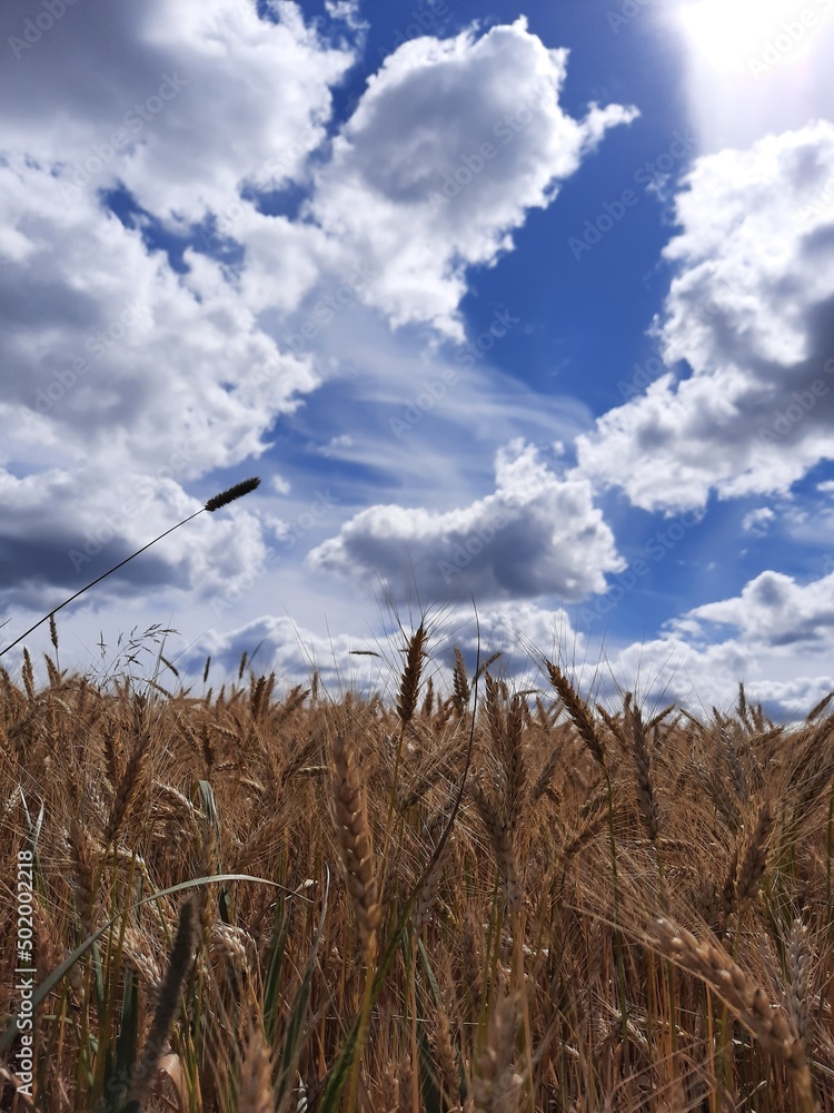 Fototapeta premium field of wheat