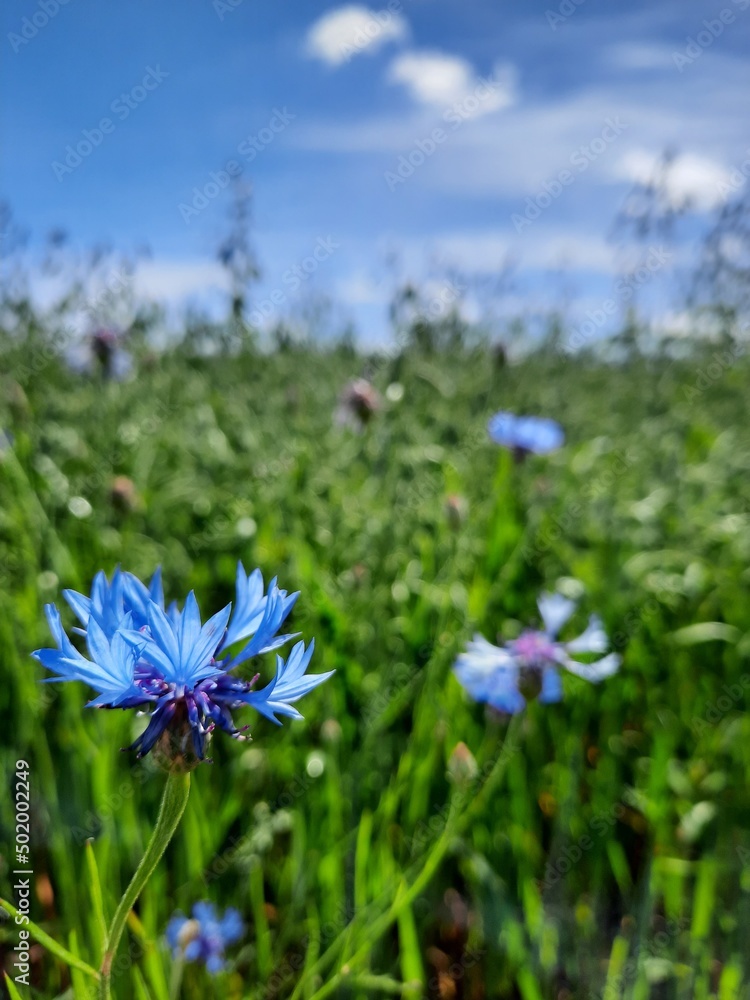 Fototapeta premium flowers in the meadow