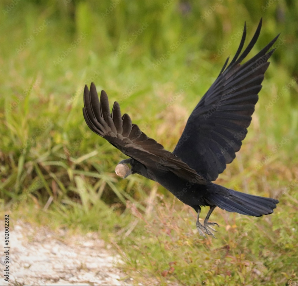 Obraz premium A Fish Crow stealing a turtle egg