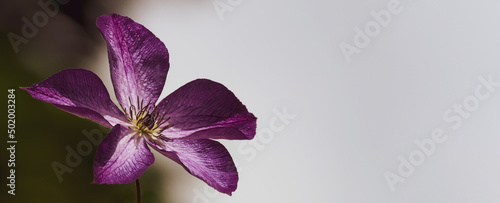 Panel kuchenny z motywem kwiat powojnik jackmana