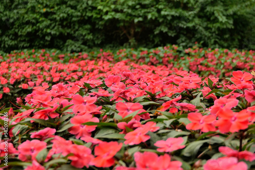 czerwone kwiaty w parku