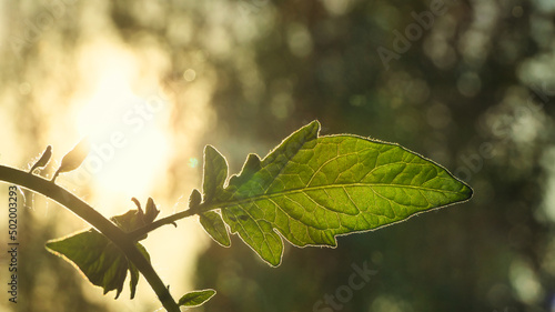 liść oświetlony promieniami słońca