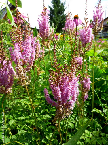 Astilbe arendsii pink flowers  goat s beard  false spirea in summer garden