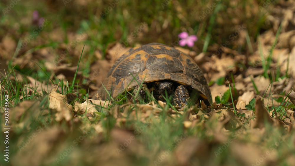 Wild turtle on the grass with pink flower. Wild turtle on the grass with pink flower.