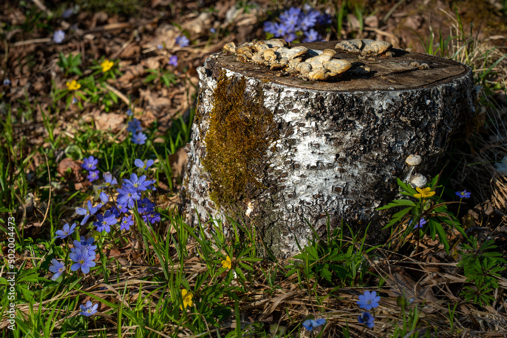 Fototapeta premium spring time