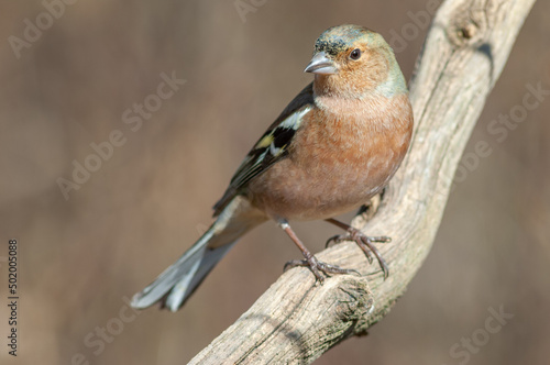 Chaffinch perched on a branch in a forest.