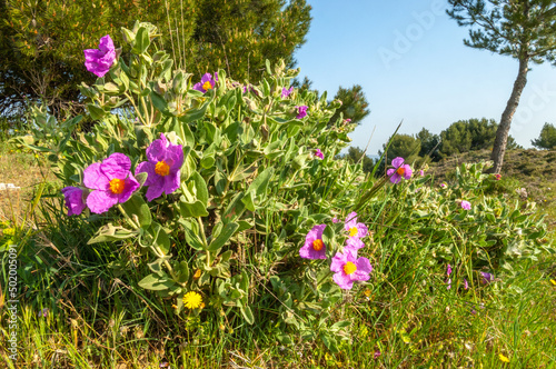 Large flowers of cottony cistus (cistus albidus) in the Provencal scrubland in spring.