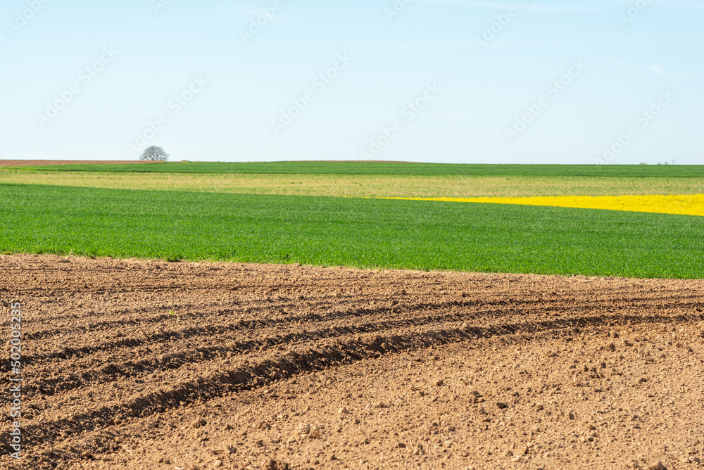 Fields of rapeseed and wheat in the countryside in spring. Fields of rapeseed and wheat in the countryside in spring.