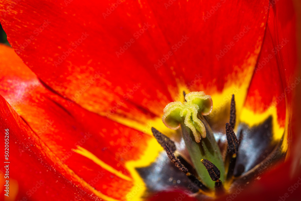 Stamen and pistil of a blooming tulip in a garden. Stamen and pistil of a blooming tulip in a garden.