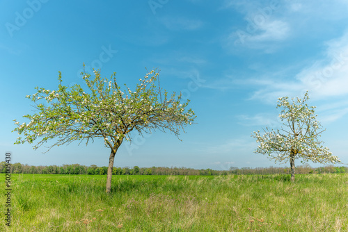 Blooming apple tree in a sunny orchard in spring.