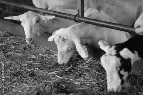 Wallpaper Mural goat eating Torontodigital.ca