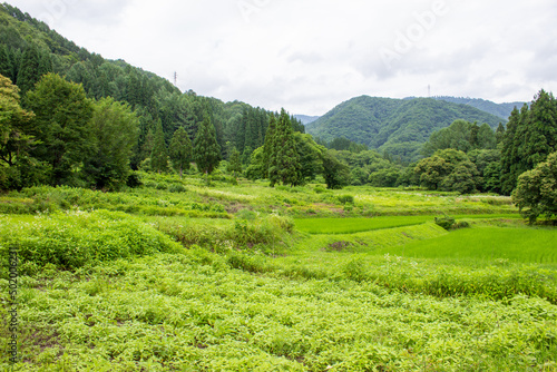 Rice fields in the mountainous areas of the plateau