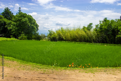 Terraced rice paddies piled with stones deep in the mountains