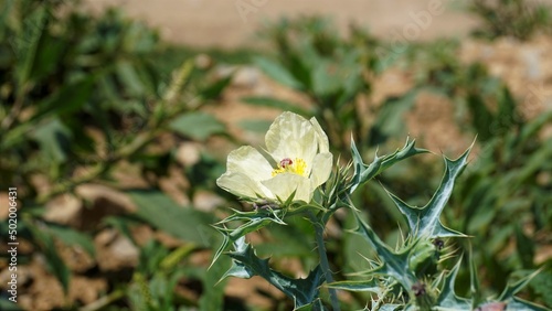Fully blossomed flower of Argemone Mexicana flower, Bermuda thistle, kateri ka phool etc photo