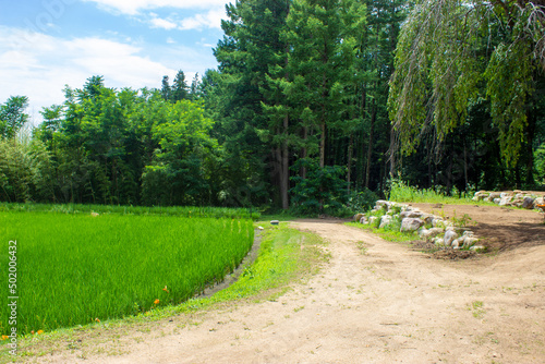 Rice fields on the plateau in summer