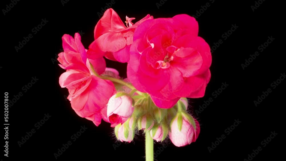 Red Geranium Pelargonium Blossoms. Beautiful Time Lapse of Opening Red Geranium Pelargonium Flower on Black Background. 4K.
Red Geranium Pelargonium Blossoms. Beautiful Time Lapse of Opening Red Geranium Pelargonium Flower on Black Background. 4K.