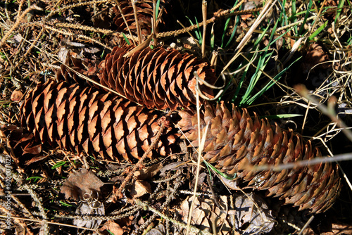 Spruce cones fell from the tree. Thuringia, Germany, Europe © Klaus Nowottnick
