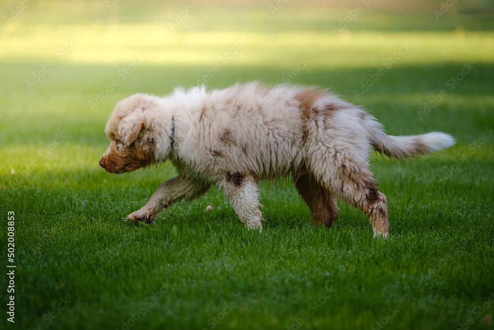 Red Merle Australian Shepherd puppy with blue eyes Red Merle Australian Shepherd puppy with blue eyes