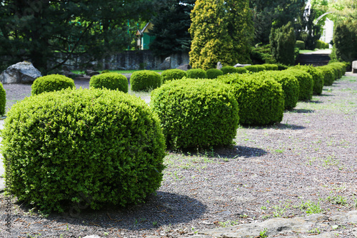 round bushes in landscape design