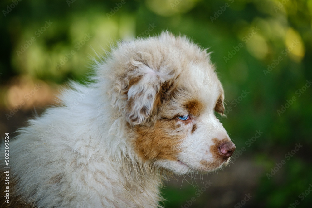 Red Merle Australian Shepherd puppy with blue eyes Red Merle Australian Shepherd puppy with blue eyes
