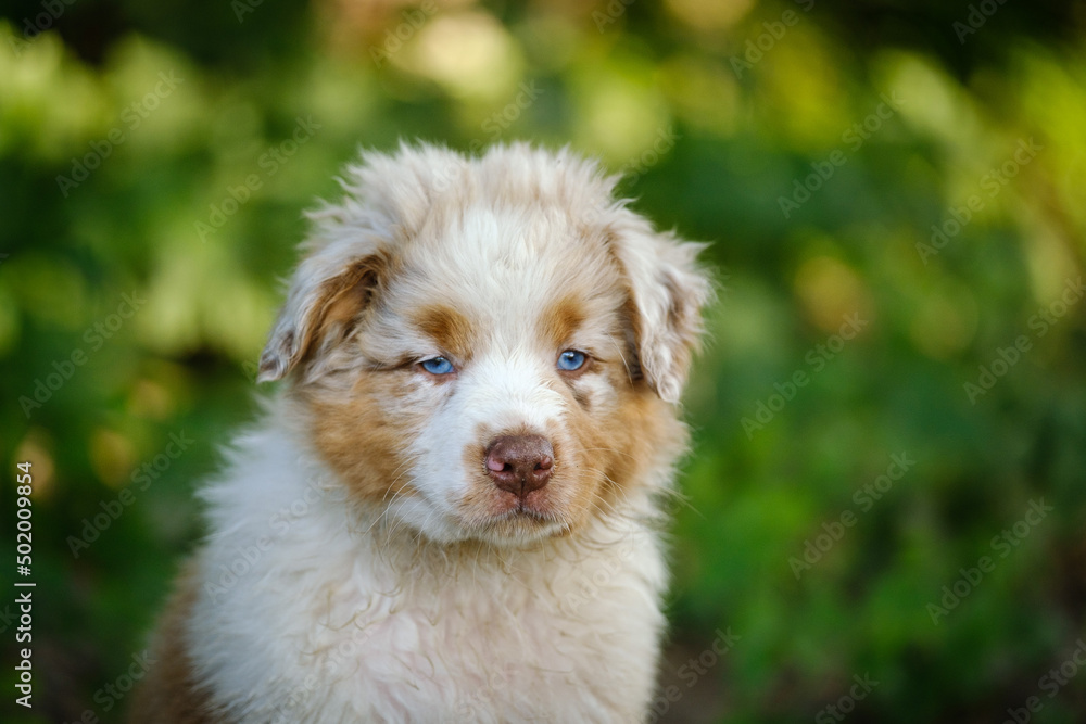 Red Merle Australian Shepherd puppy with blue eyes
