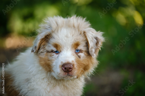 Red Merle Australian Shepherd puppy with blue eyes