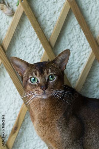 Abessinier Katze im Porträt auf dem Balkon photo