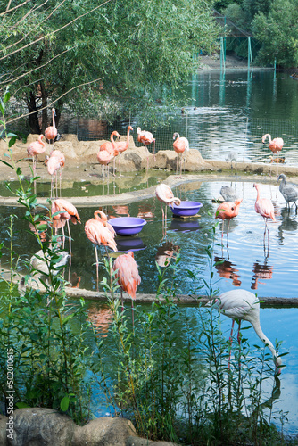 flock of pink and white flamingos stand on shore of lake in zoo
