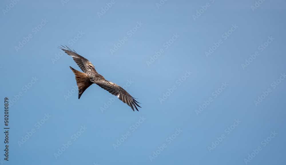 Obraz premium closeup of a wild red kite (Milvus milvus) looking down, flying in a deep blue sky