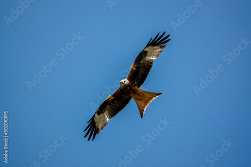 a wild red kite (Milvus milvus) in flight © Martin