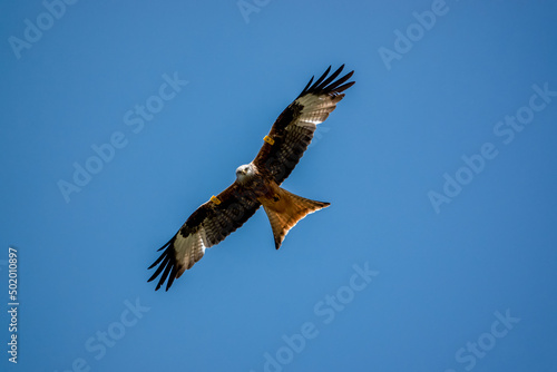 closeup of a wild red kite  Milvus milvus  looking down  flying in a deep blue sky