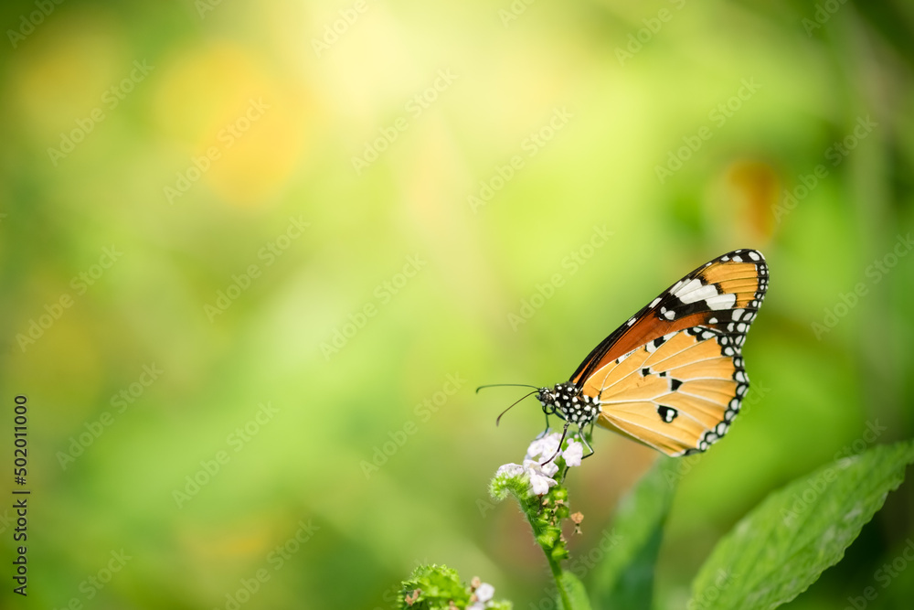 butterfly on blurred greenery background in garden and sunl-avluckyight with copy space using as background natural green plants landscape, ecology, fresh wallpaper concept.