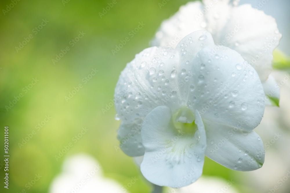 Beautiful nature view of white leaf on blurred greenery background in garden and sunlight with copy space using as background natural green plants landscape, ecology, fresh wallpaper concept. Beautiful nature view of white leaf on blurred greenery background in garden and sunlight with copy space using as background natural green plants landscape, ecology, fresh wallpaper concept.