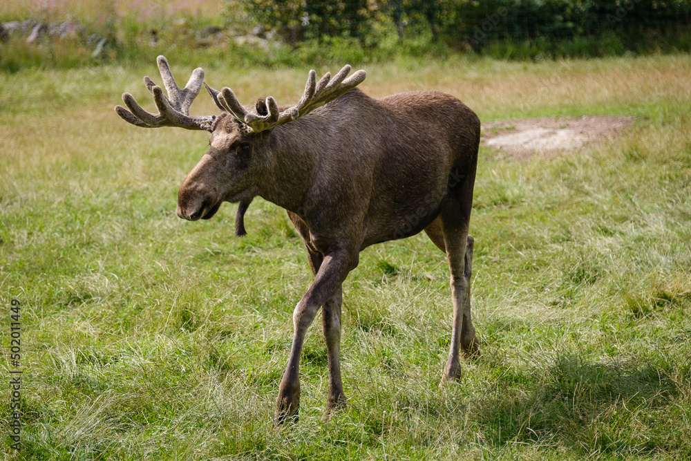 Swedish moose animal on the grass Swedish moose animal on the grass